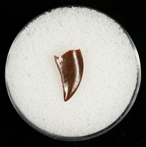 Raptor Tooth From Morocco #5072